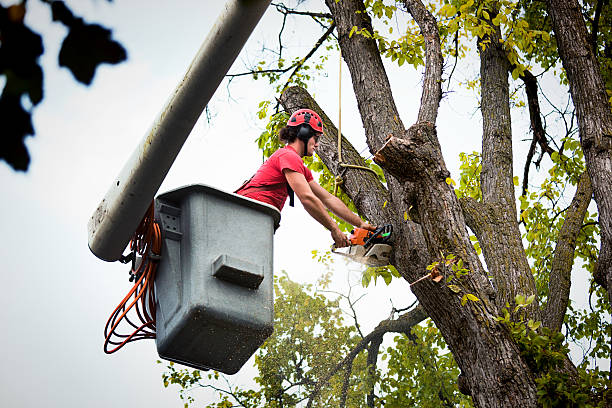 Best Utility Line Clearance  in Coventry Lake, CT